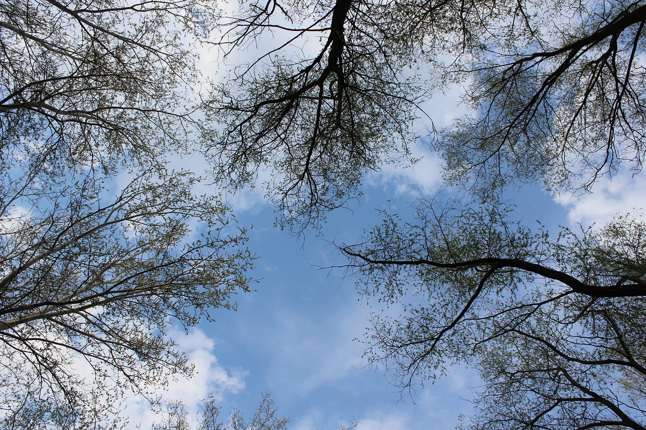 tree sky branch free photo