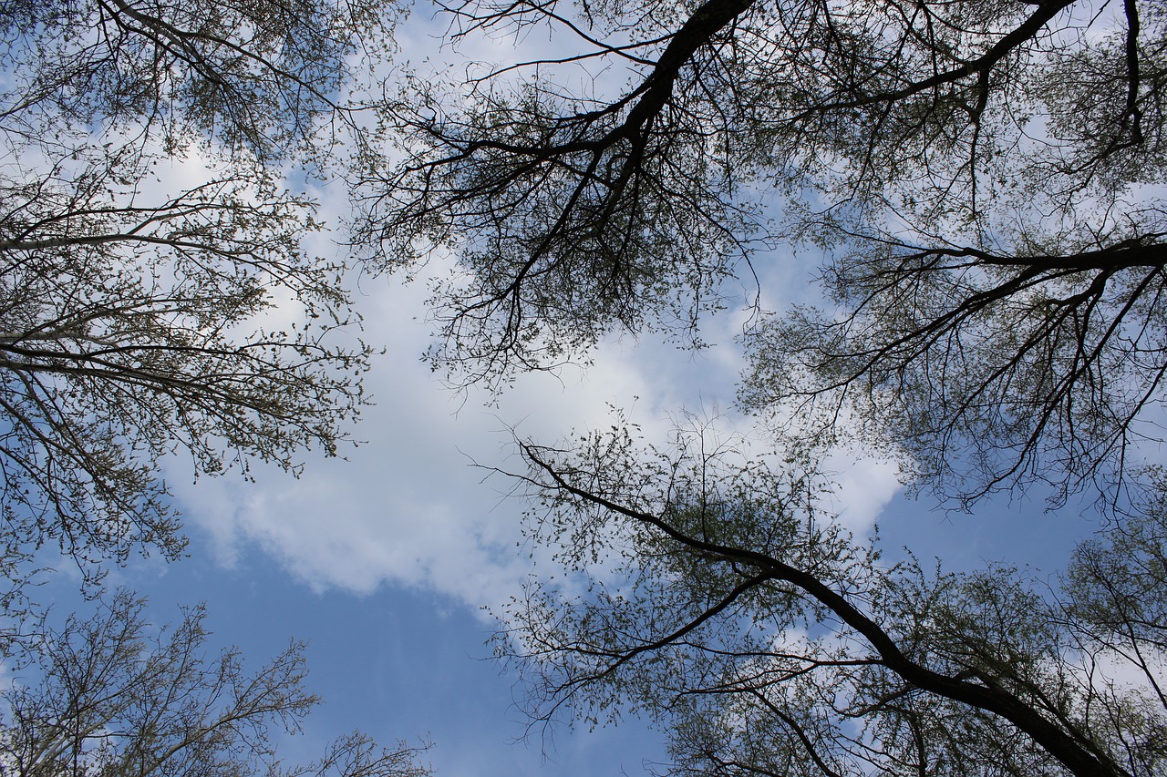 tree sky branch free photo