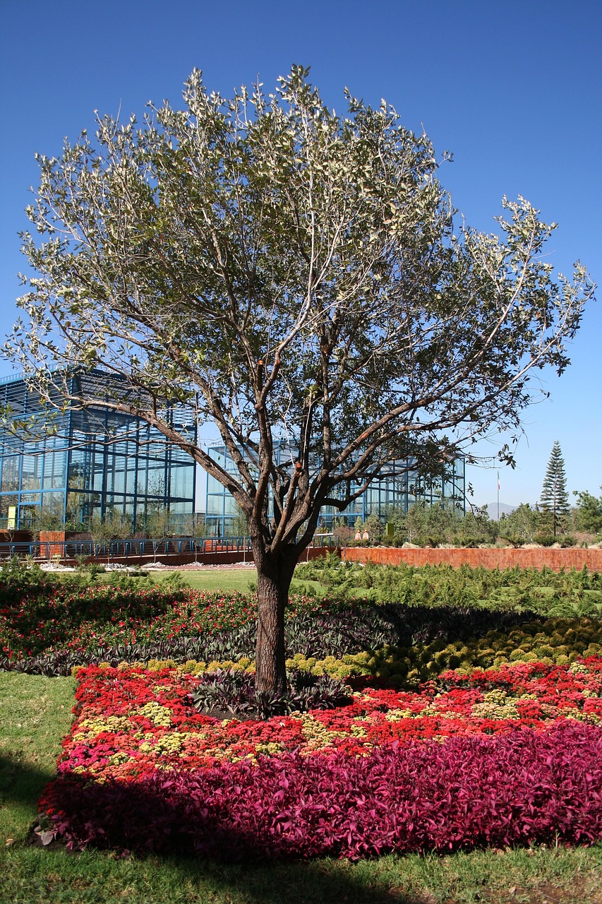 tree flower nature free photo