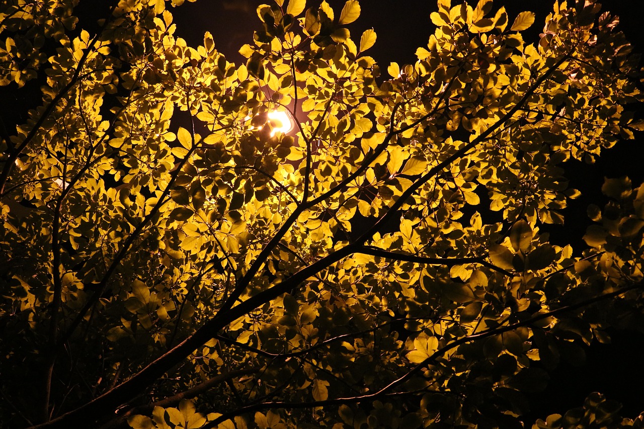 tree night view lamp free photo