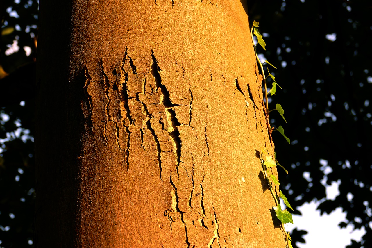 tree bark trunk free photo