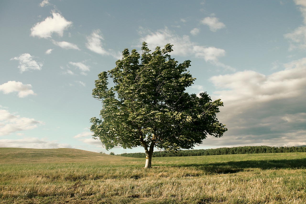 tree wind crown free photo