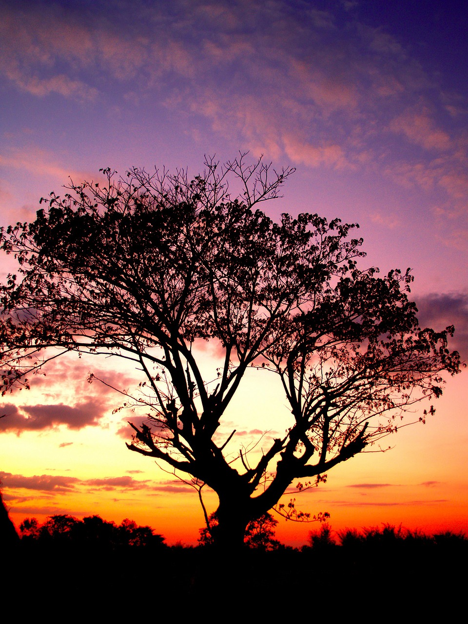 tree branches tree silhouette free photo