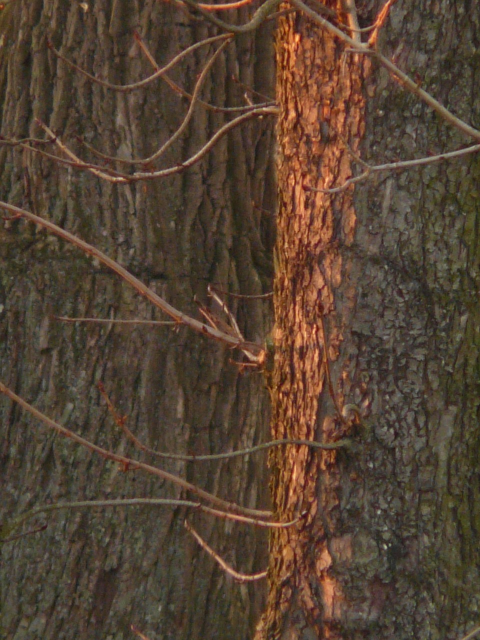 tree bark spotlight free photo