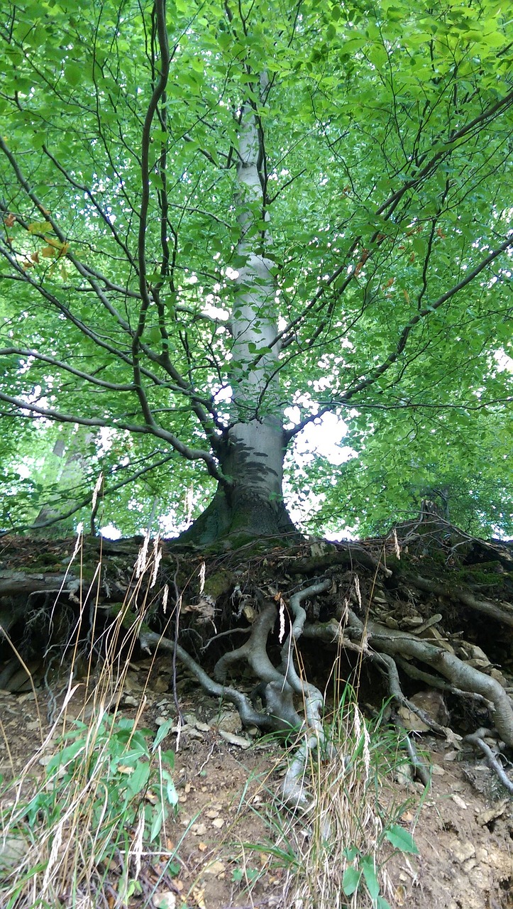 tree root slope free photo
