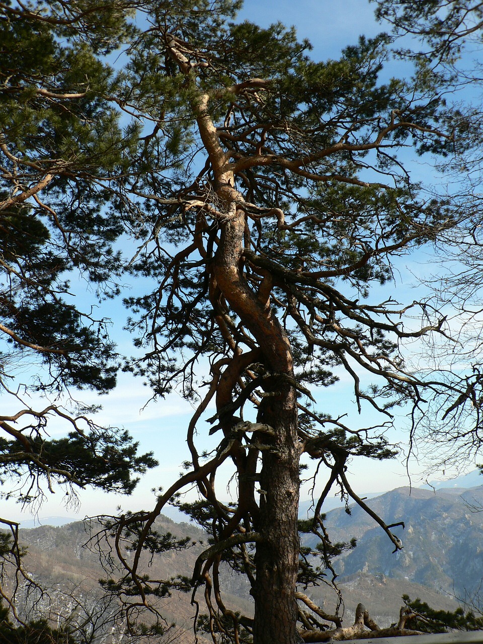 tree pine mountains free photo