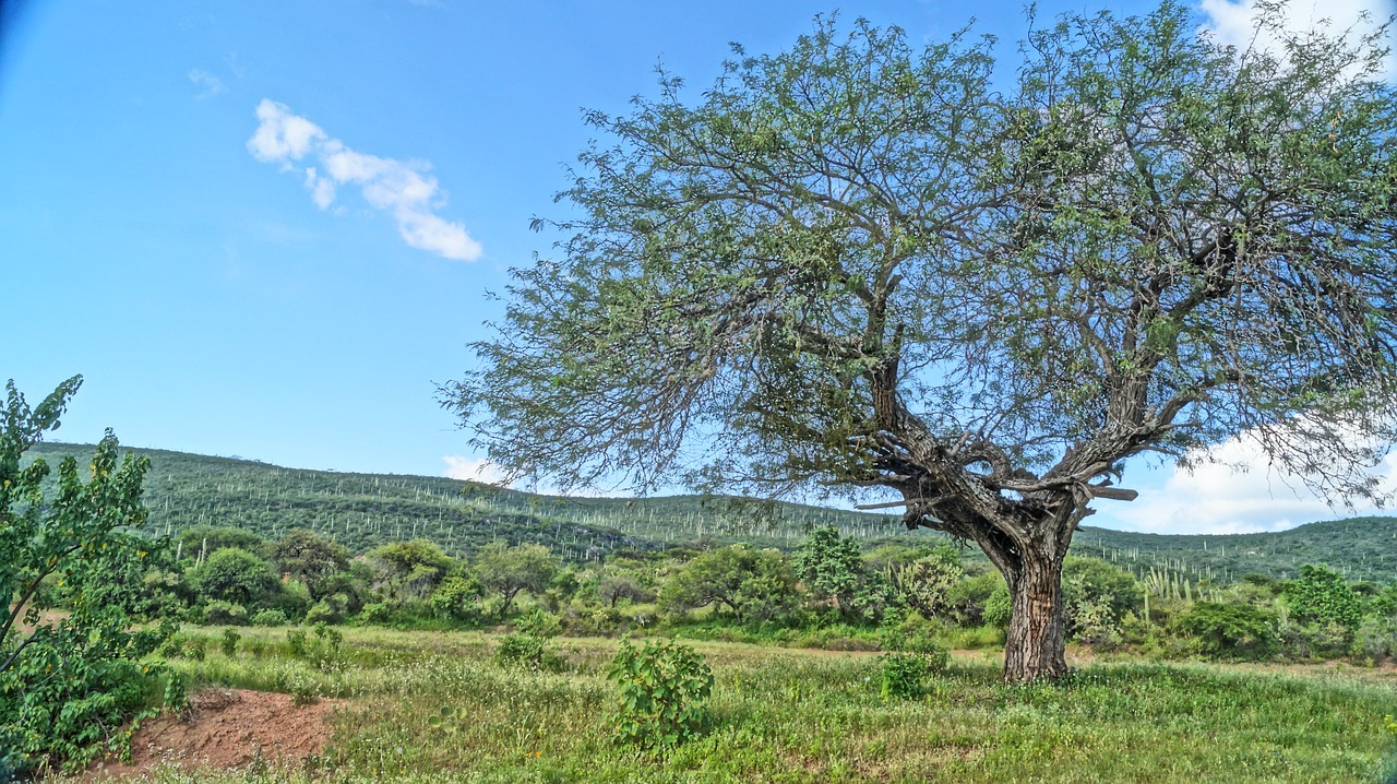 tree nature sky free photo