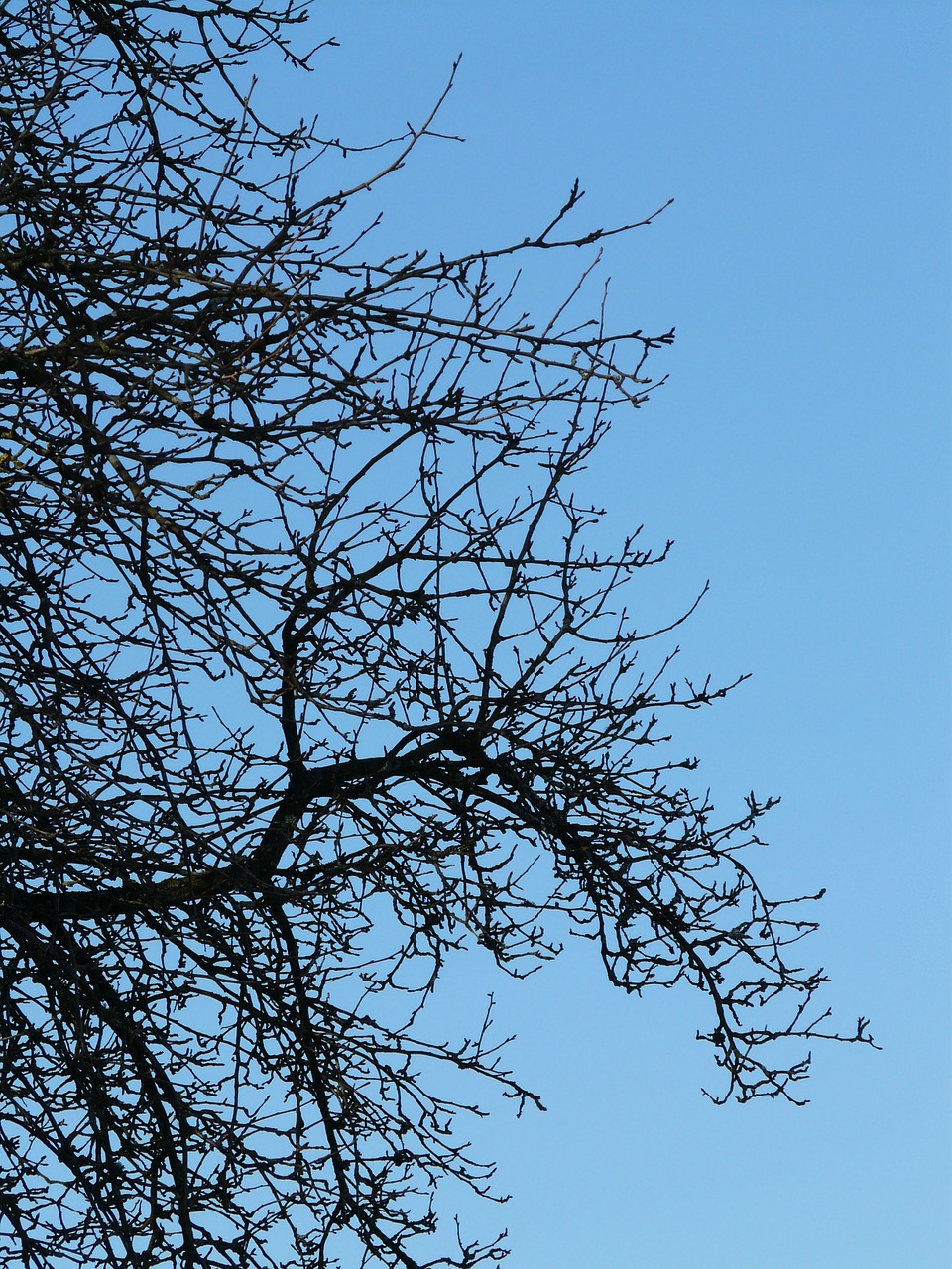 tree branches pear free photo