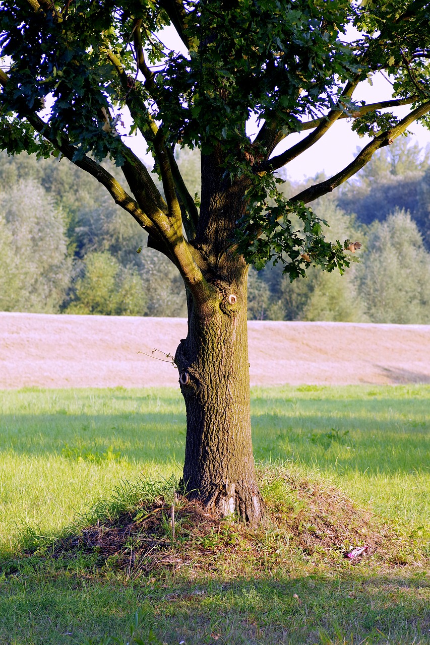 tree oak lonely free photo