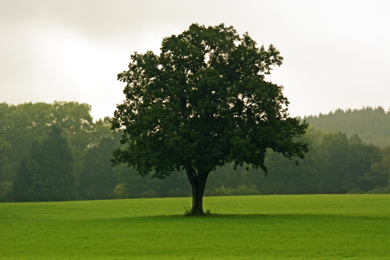 tree individually nature free photo