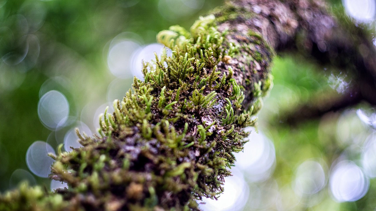 tree moss nature free photo