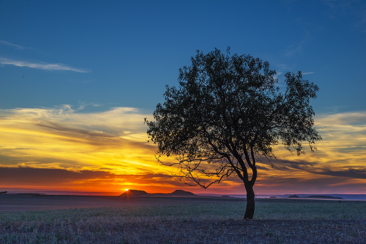 tree landscape nature free photo