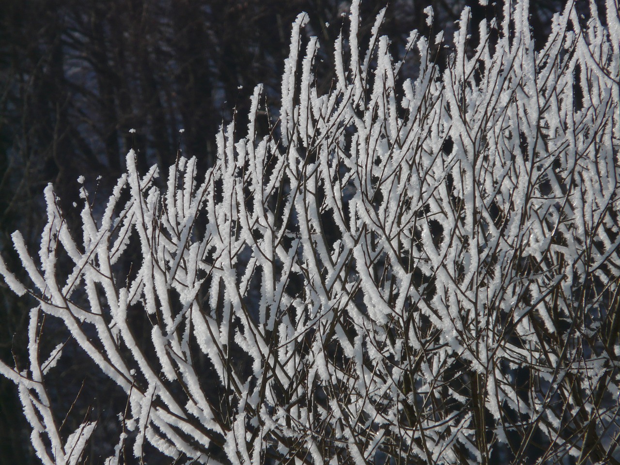 tree hoarfrost snow free photo