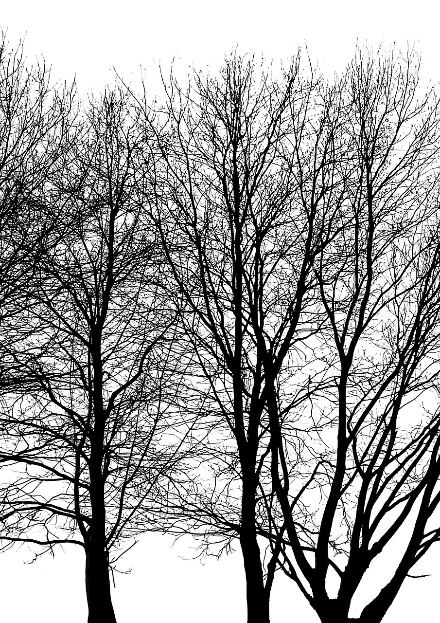 tree branch trunk free photo