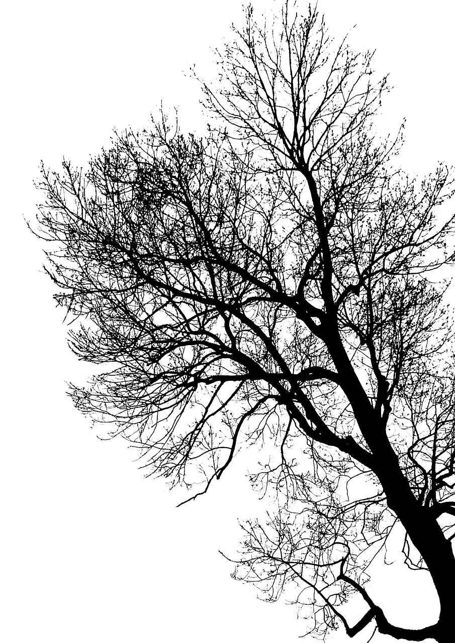tree branch trunk free photo