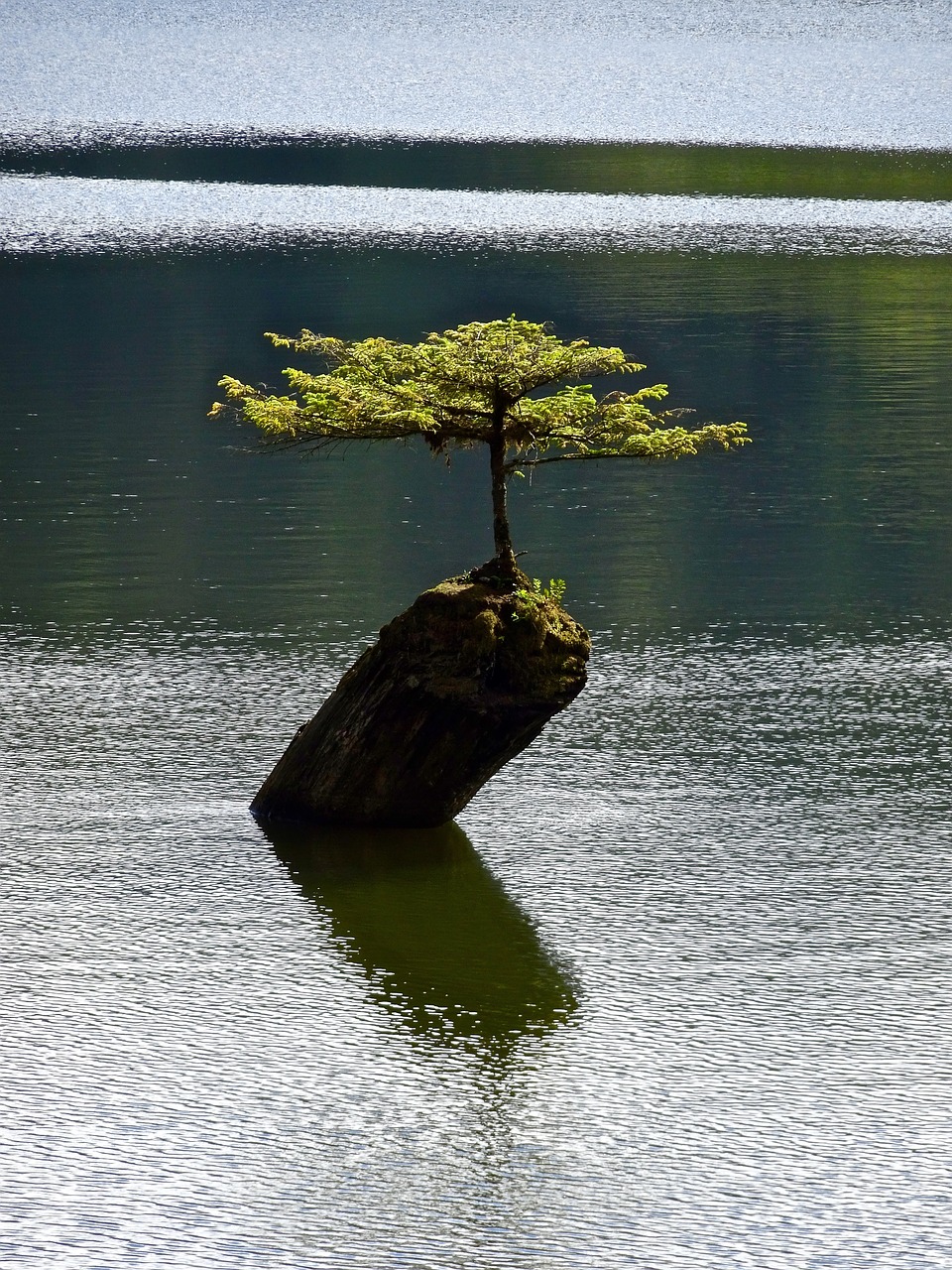 tree isolated bonsai free photo