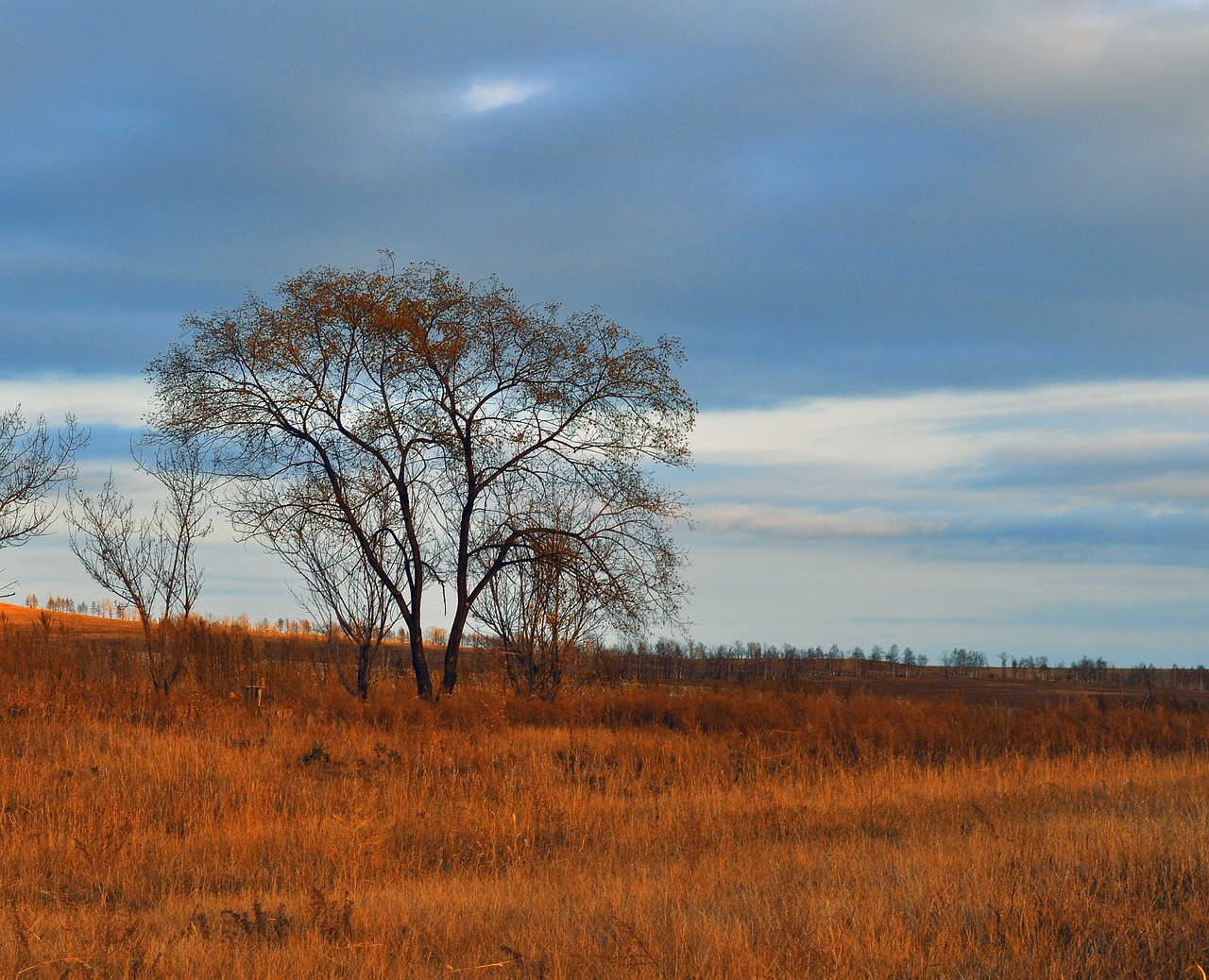 tree field autumn free photo