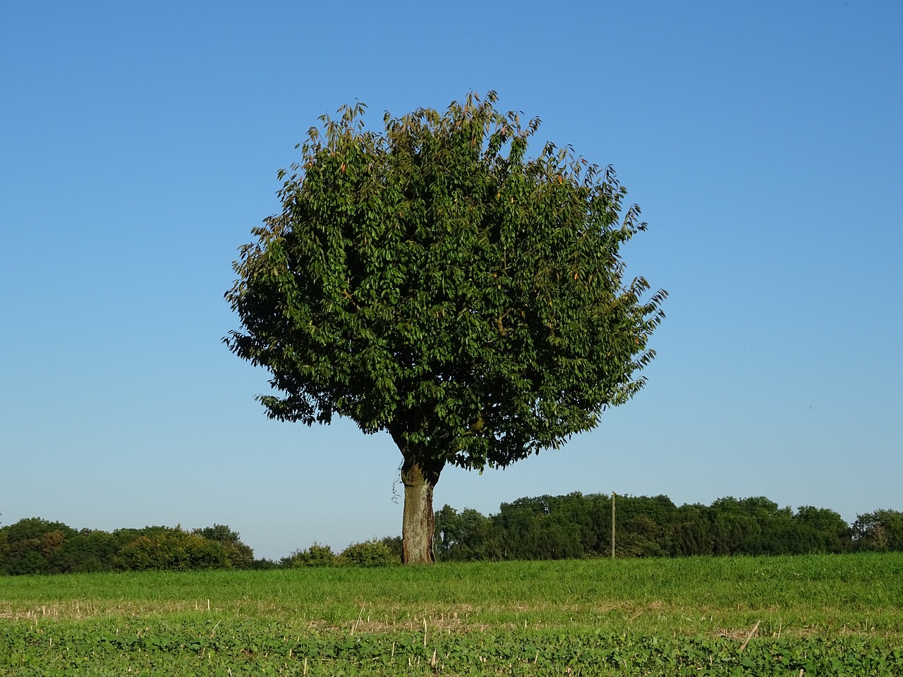 tree nice weather sky free photo