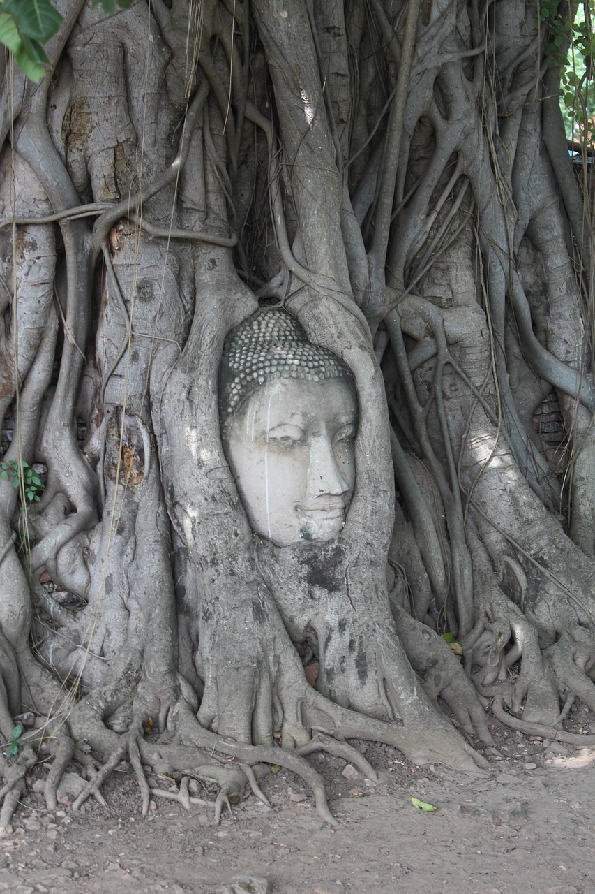 tree buddha thailand free photo