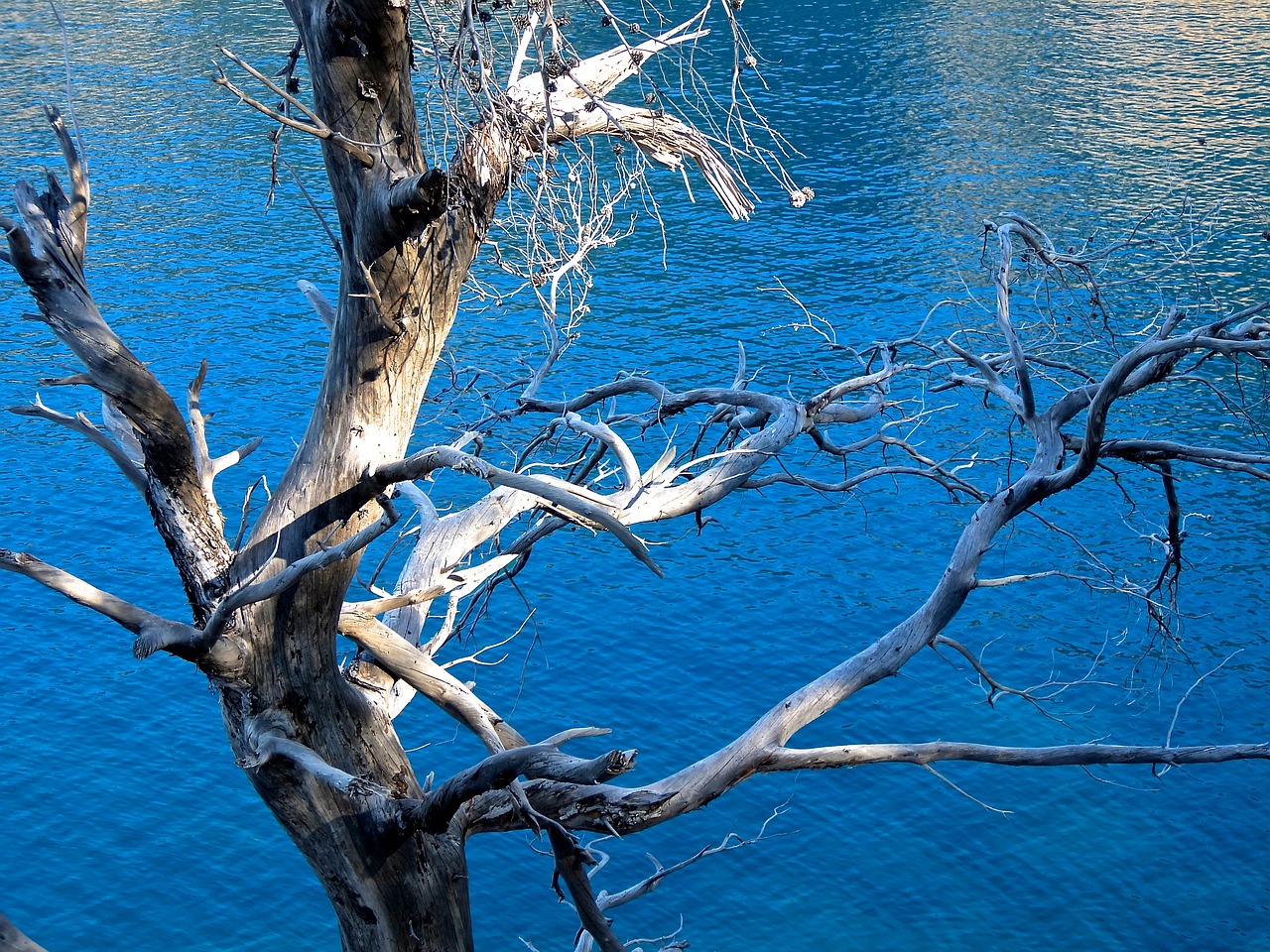 tree dry frame free photo