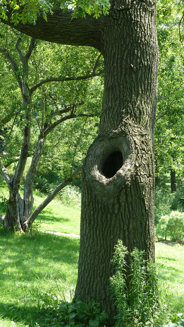tree trunk hole park free photo