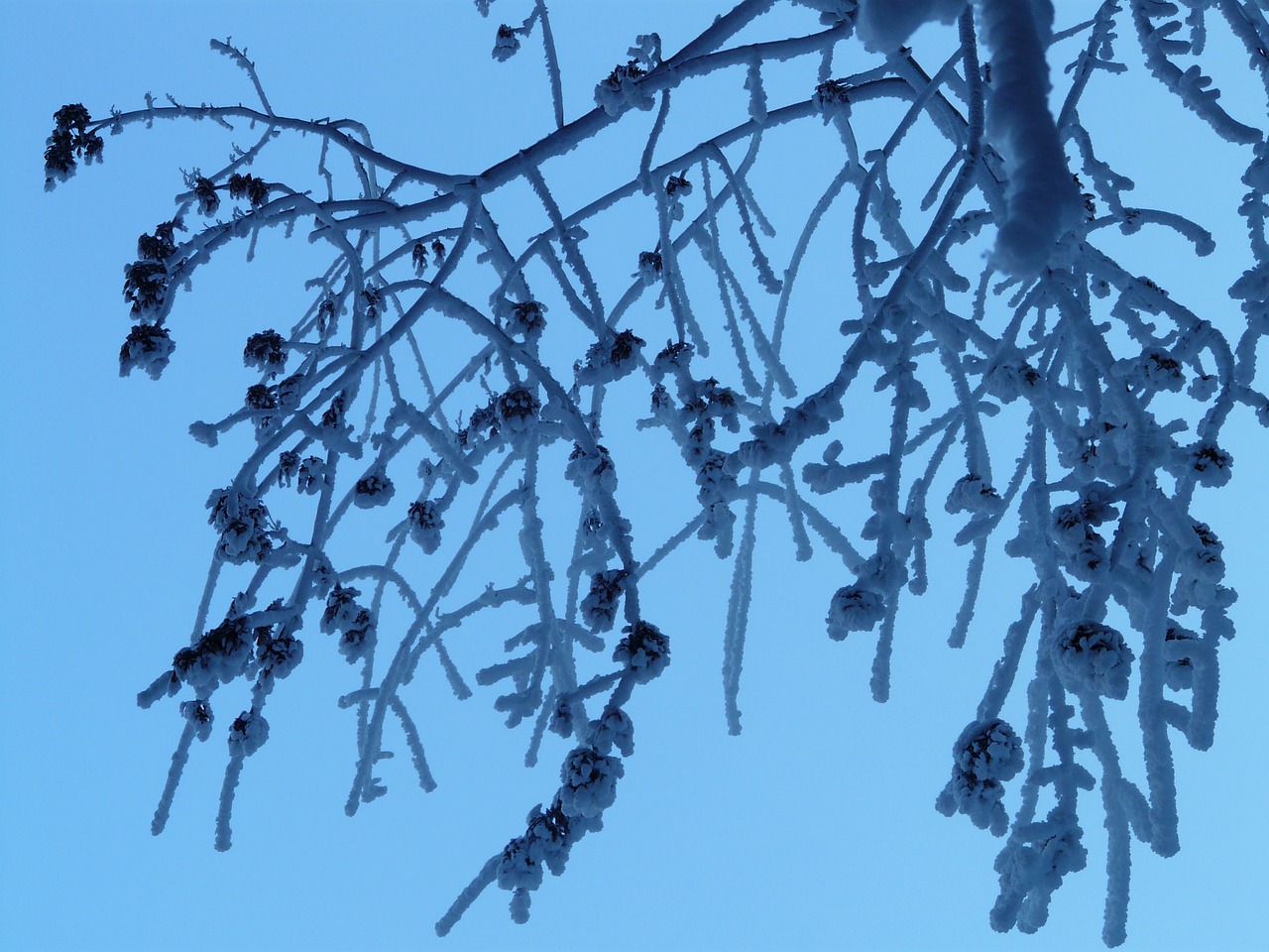 tree,branches,aesthetic,hoarfrost,iced,ice,winter,free pictures, free photos, free images, royalty free, free illustrations, public domain