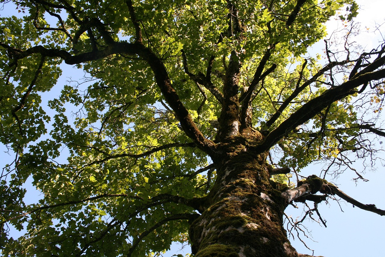 tree landscape nature free photo