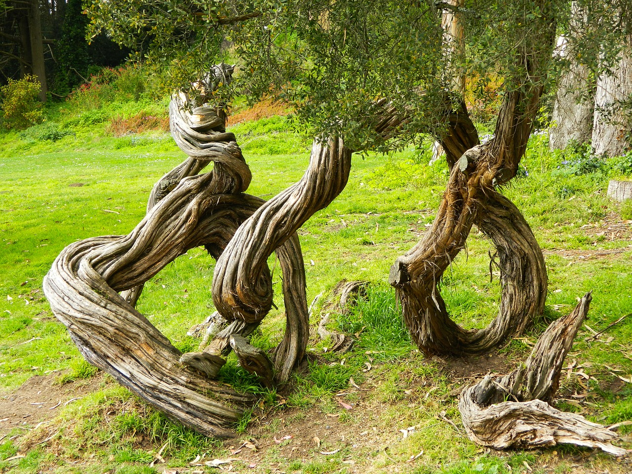 tree japanese nature free photo