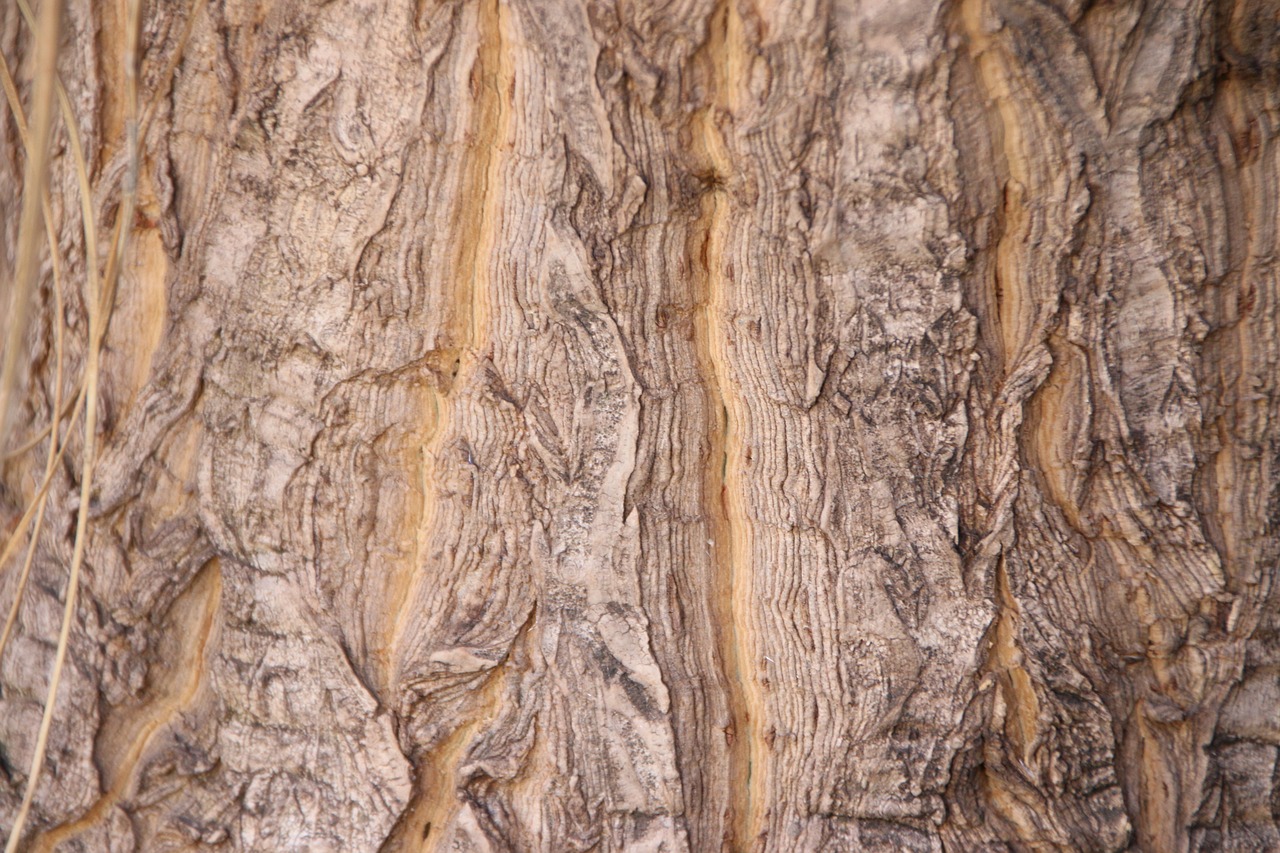 tree bark wood free photo