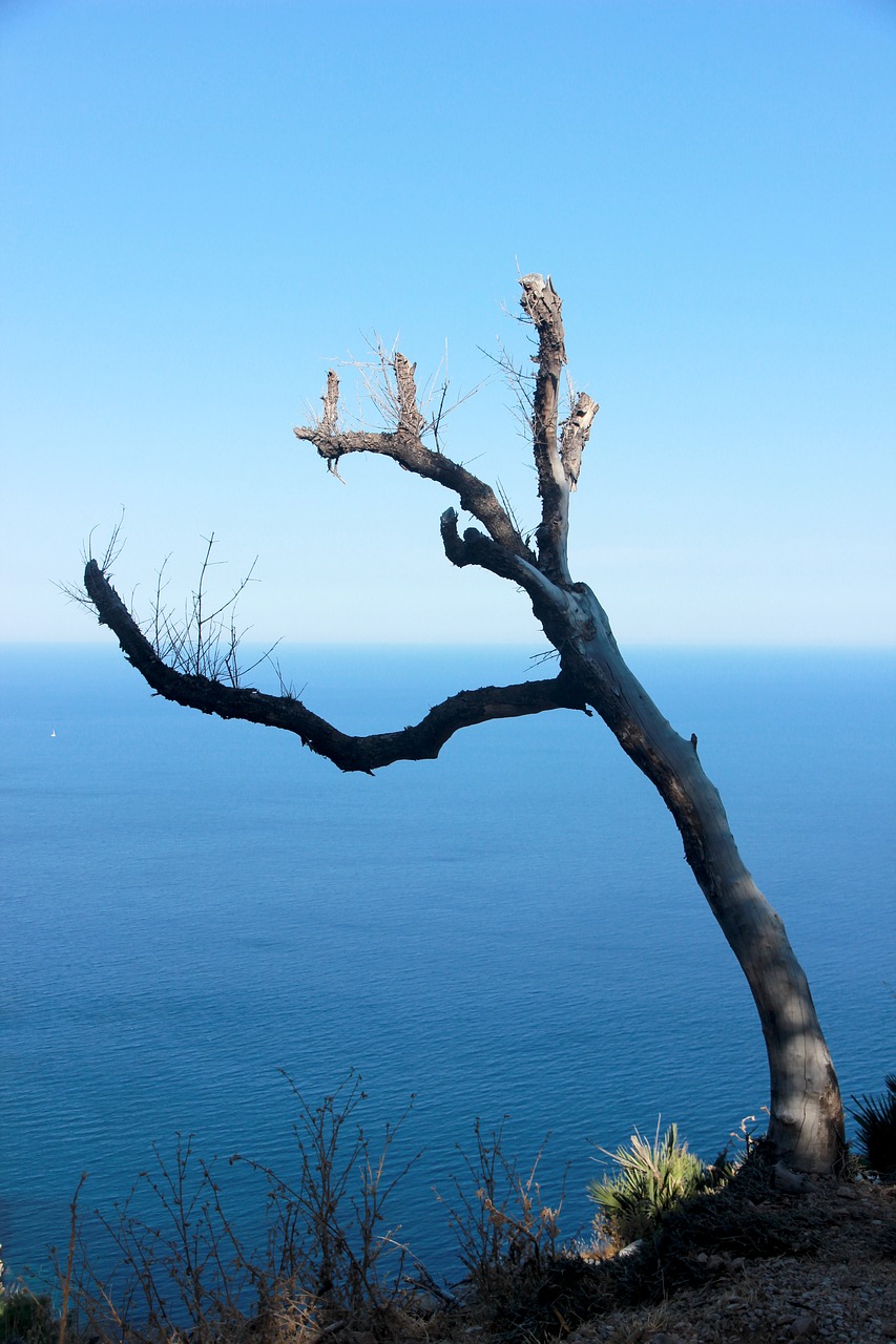 tree water sky free photo