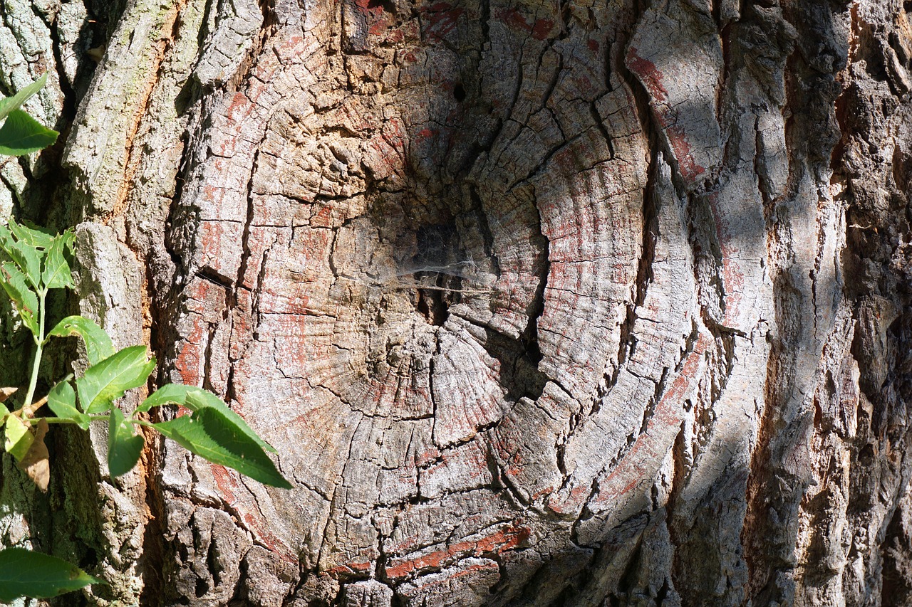 tree tribe log free photo