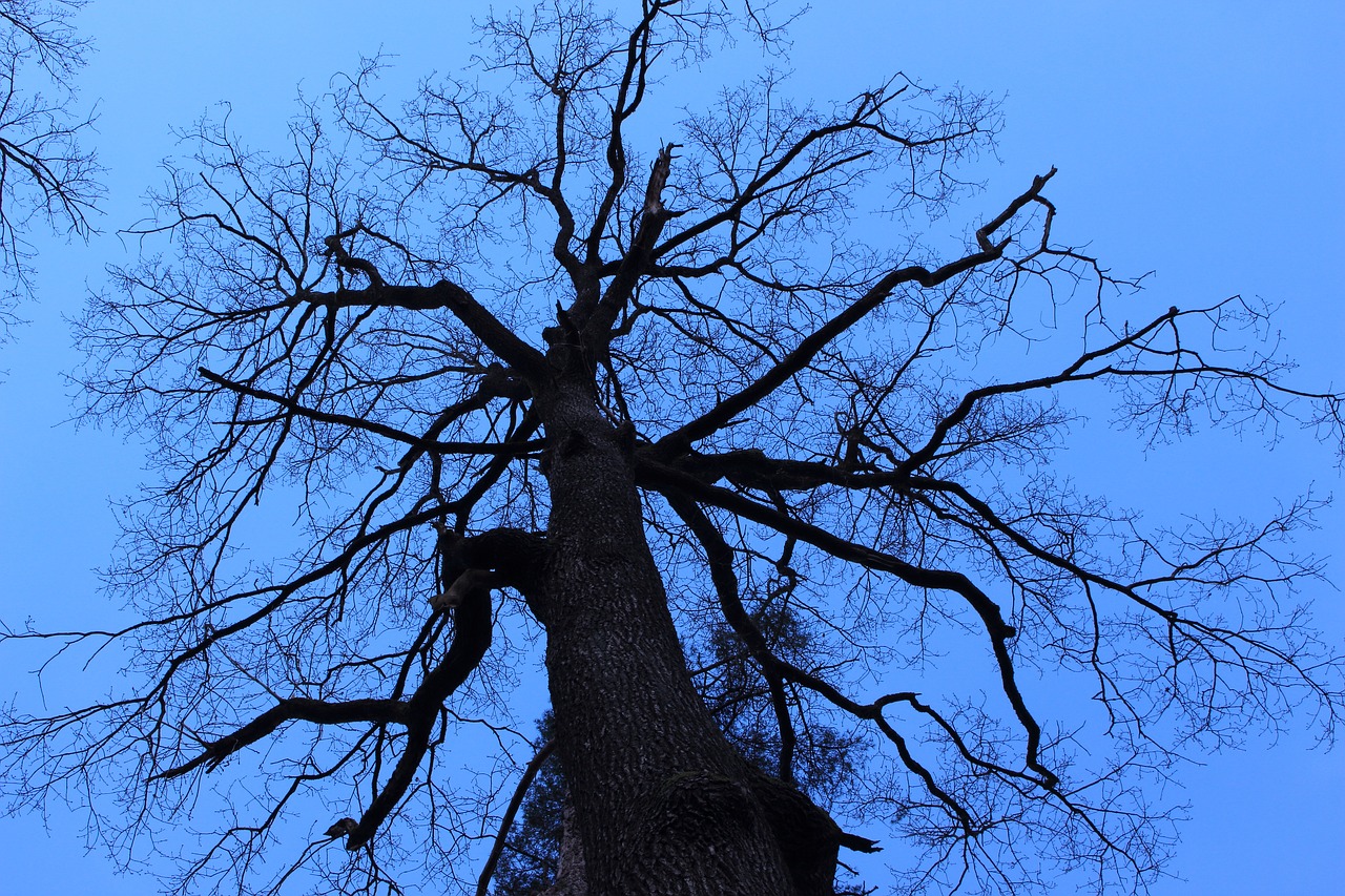 tree contrast landscape free photo