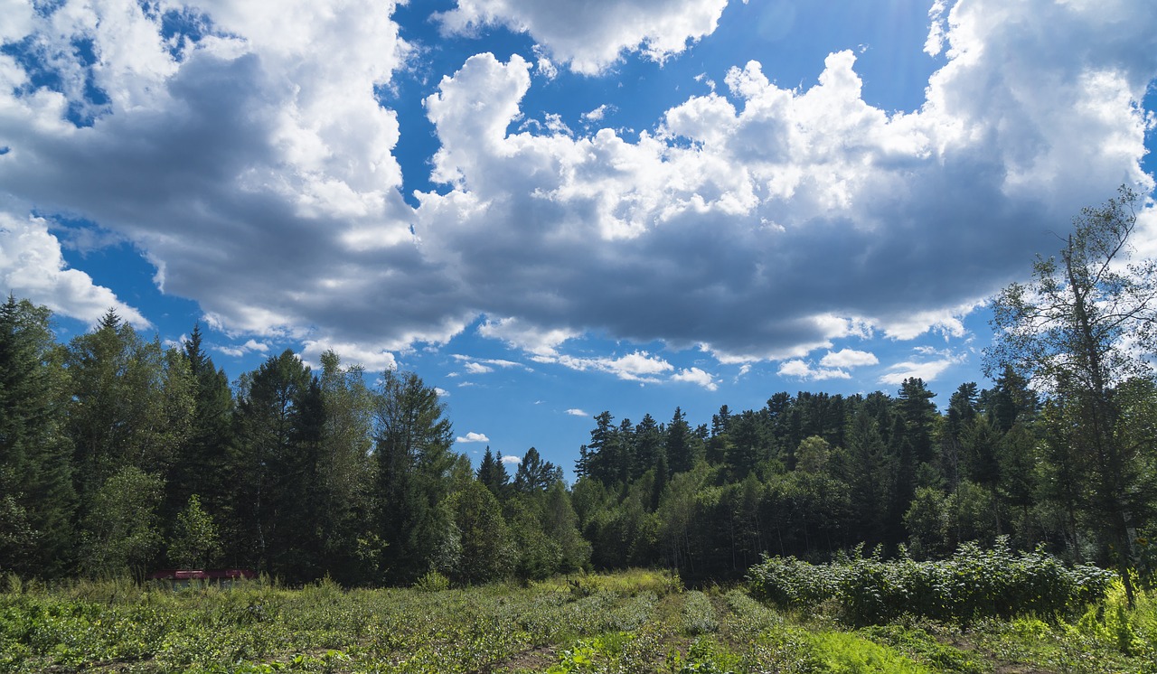 trees sky green free photo