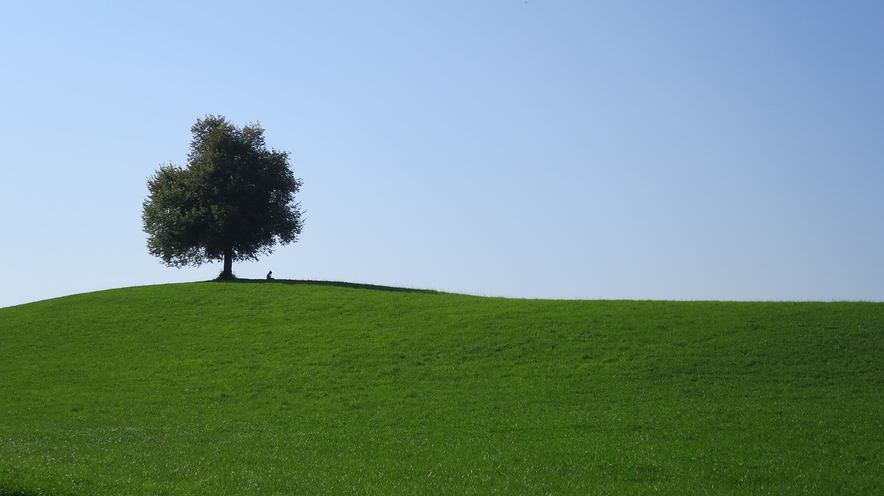 tree hill switzerland free photo