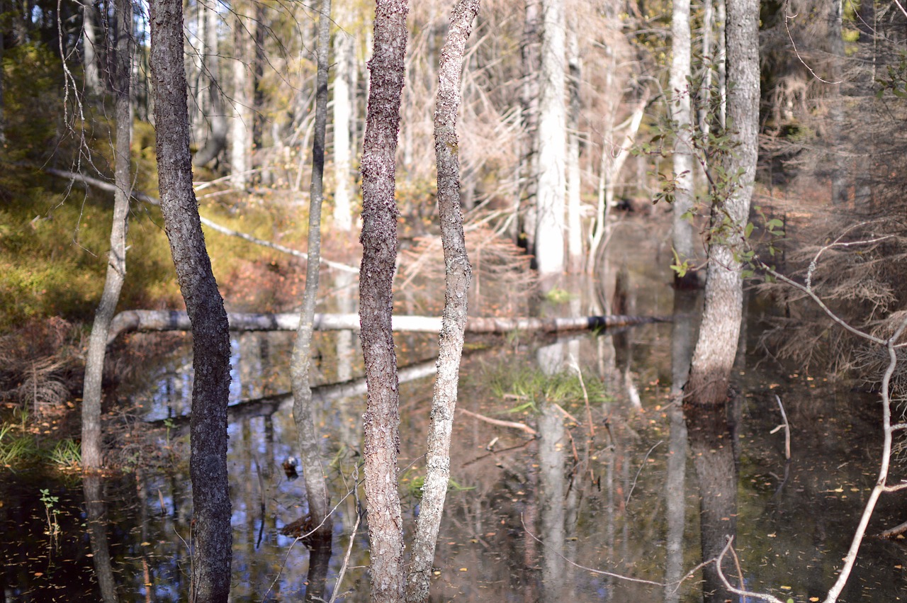 tree birch pine free photo