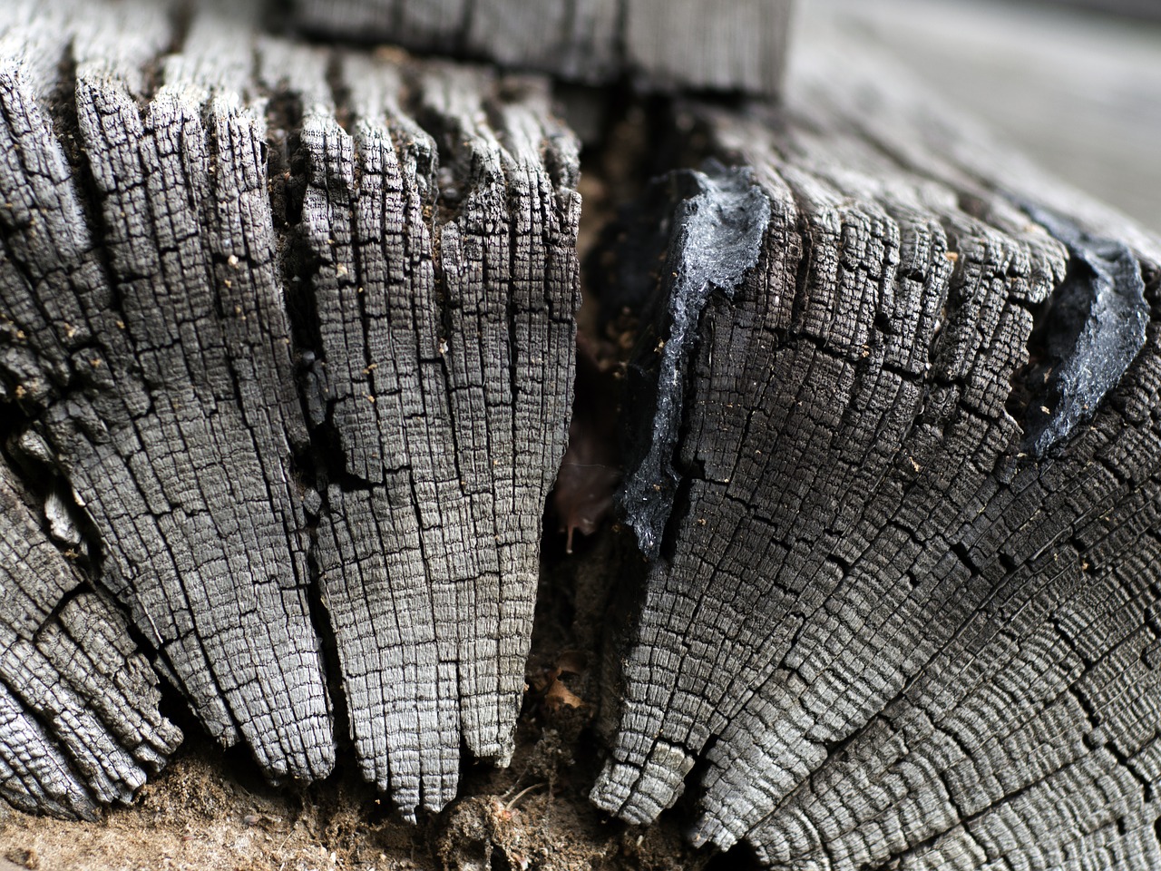 tree wood textures free photo