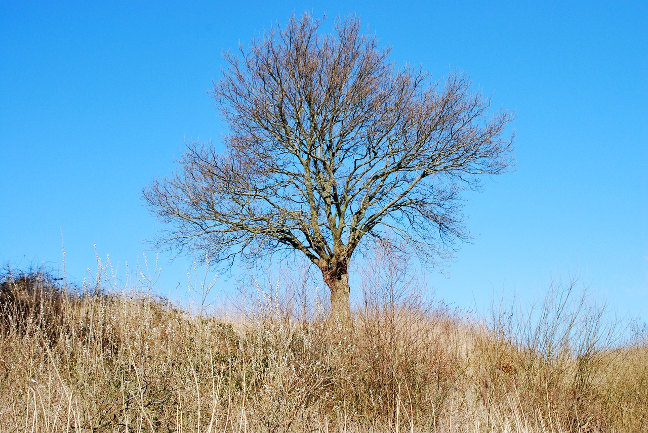 tree winter aesthetic free photo