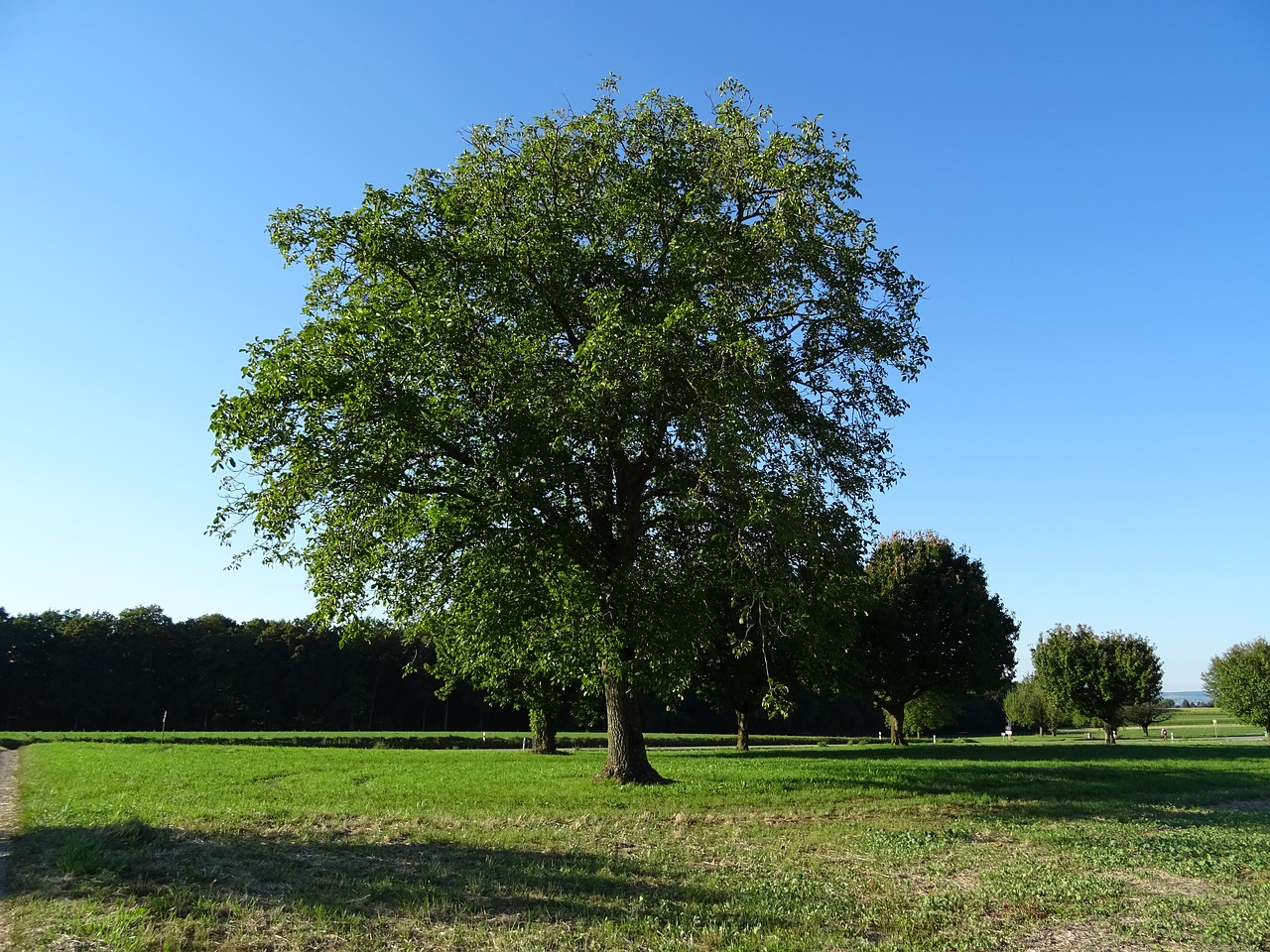 tree sky blue free photo