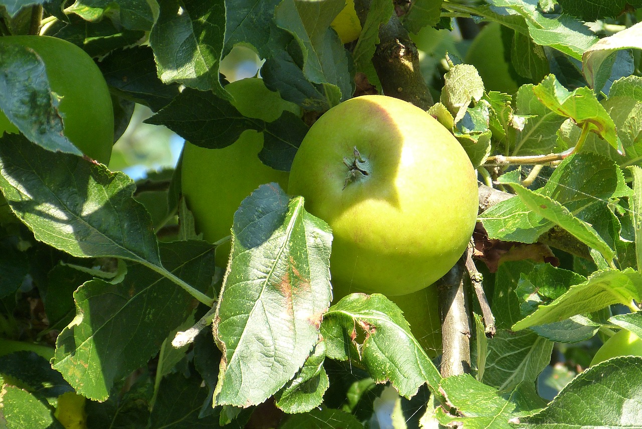 tree apple a free photo