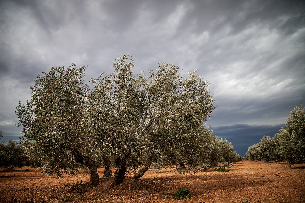 tree spain olive free photo