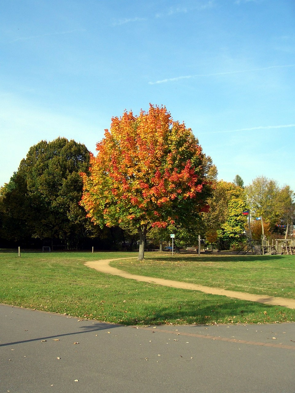 tree landscape red free photo