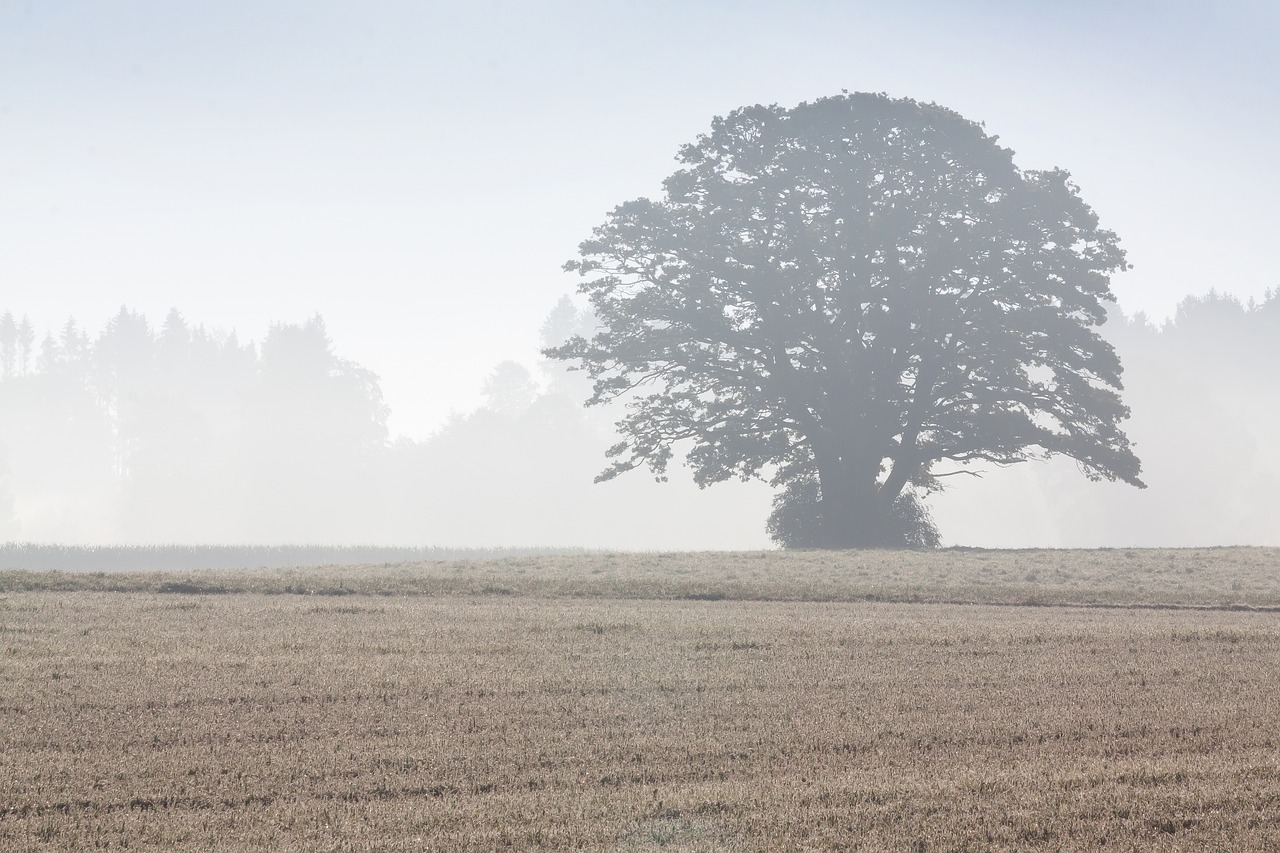 tree arable field free photo