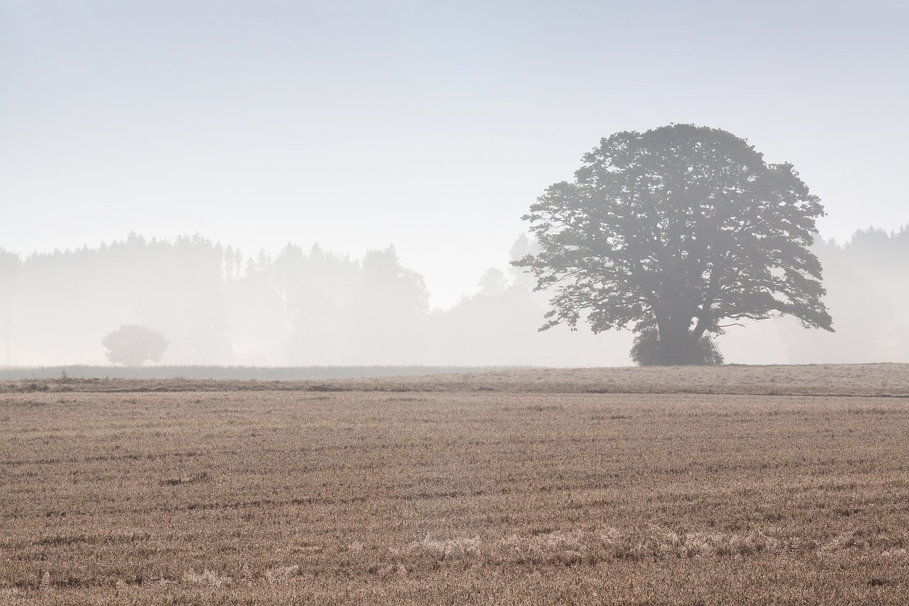 tree arable field free photo