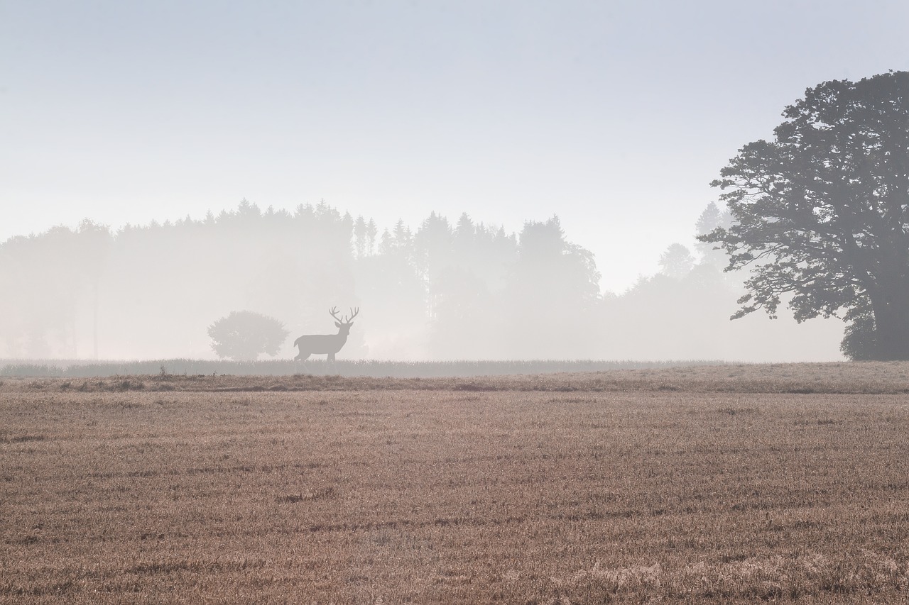 tree arable field free photo