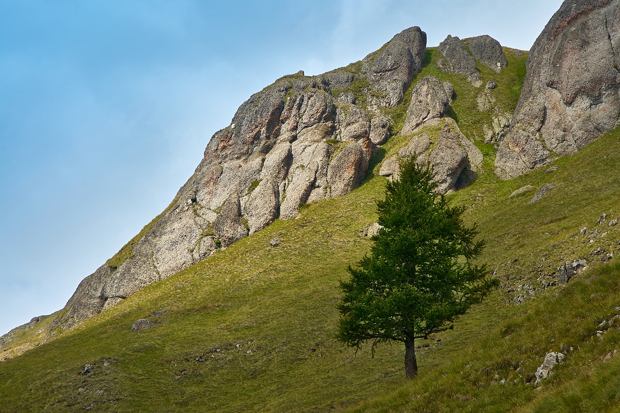 tree mountain landscape free photo