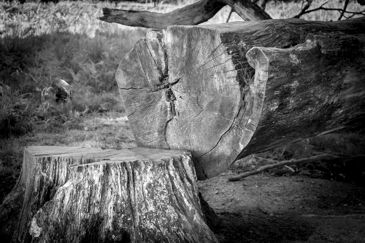 tree tree stump log free photo