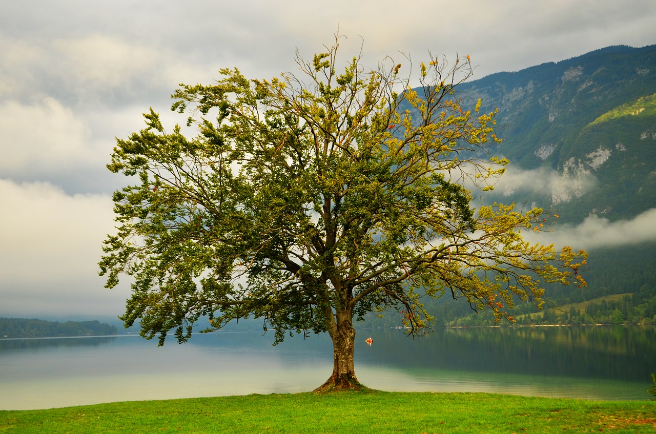 tree lake nature free photo