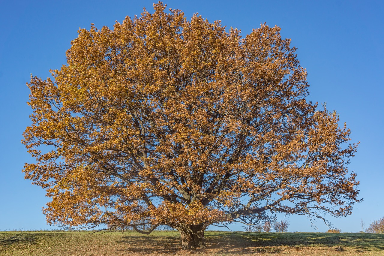 tree oak outdoor free photo