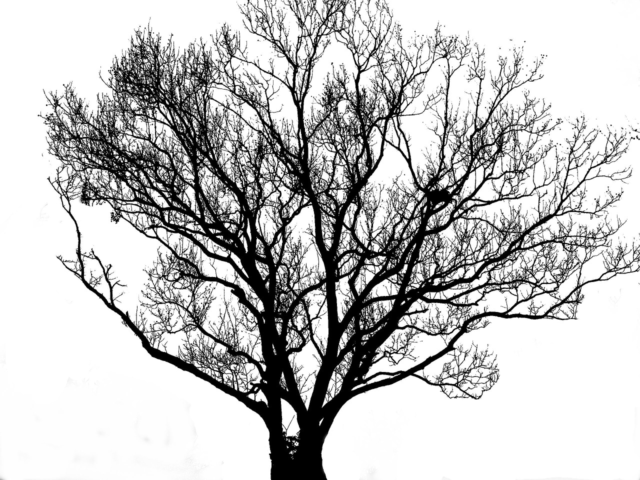 tree silhouette black free photo