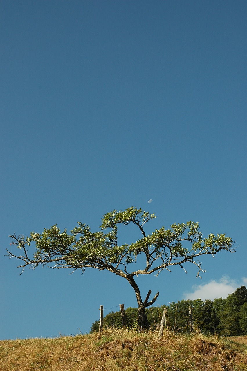 tree meadow sky free photo